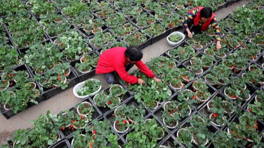 浙江省三门县300多名盆景种植从业者有了“娘家”