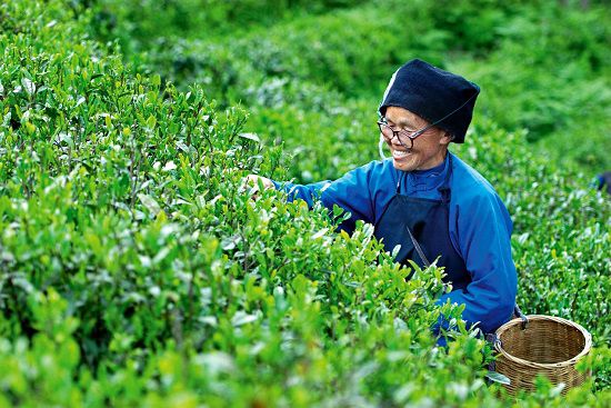 以1915年曾获巴拿马万国博览会优奖的都匀毛尖为例,经多年试验,研制