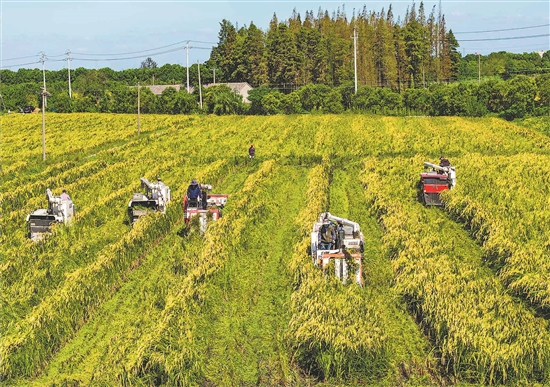  The harvest festival is coming! The national autumn grain is expected to harvest again