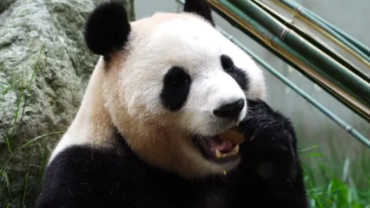期待！大熊猫“福宝”将在12日与公众见面