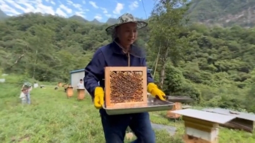“养蜂博士”扎根深山 把“甜蜜”事业干得“蜂”生水起