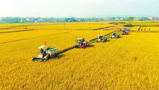 全国主产区已收购新麦超1000万吨