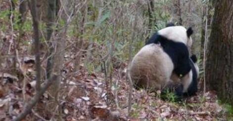 大熊猫保护研究中心：十余人传播大熊猫被虐待等不实信息 已报警