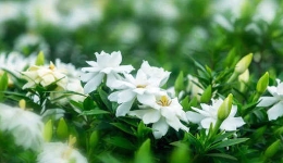  Gardenia blooms again in the countryside