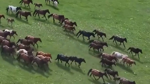 阿鲁科尔沁旗游牧转场第三天 近10万头牲畜抵达夏营地