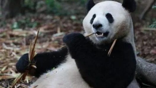 我国大熊猫保护成效显著