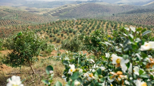 湖南祁阳：2000亩油茶发新芽，村民实现“家门口”就业