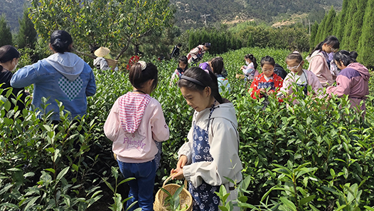 济南市莱芜区：职工子女研学 走向田间茶园增长见识