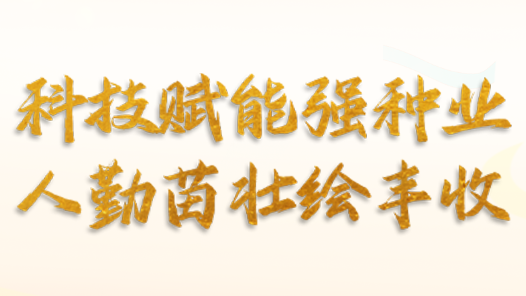 习声回响丨科技赋能强种业 人勤苗壮绘丰收