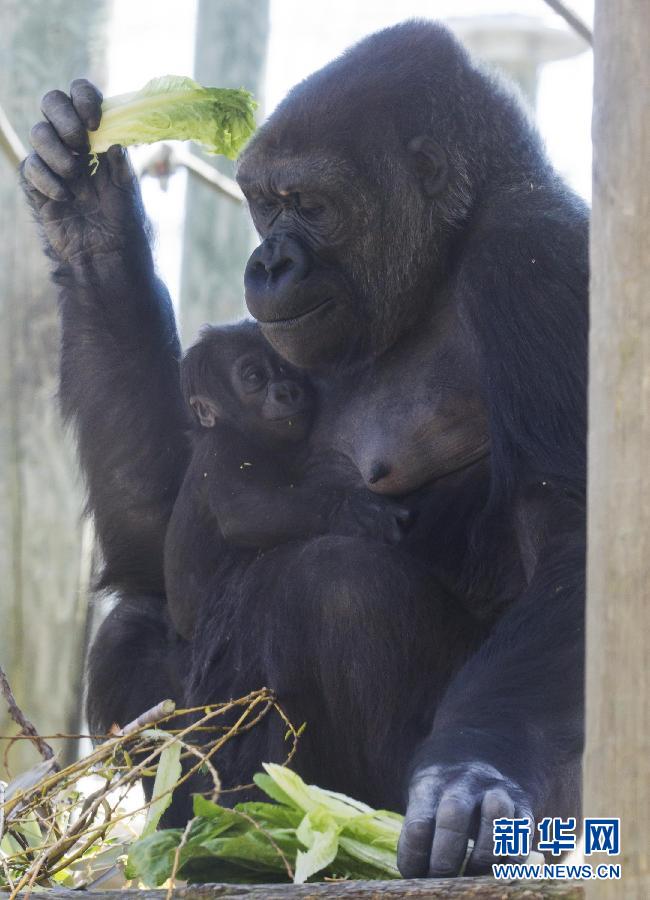 5月11日,在加拿大多伦多动物园,四个月大的雌性猩猩偎依在妈妈怀里