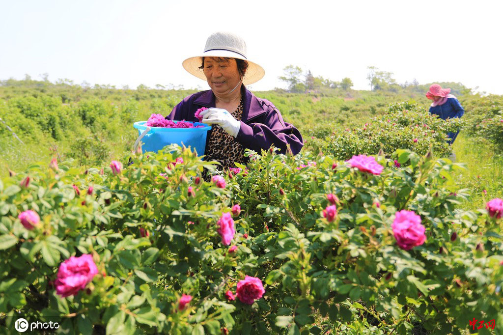 玫瑰花种植(玫瑰花种植需要什么肥料)