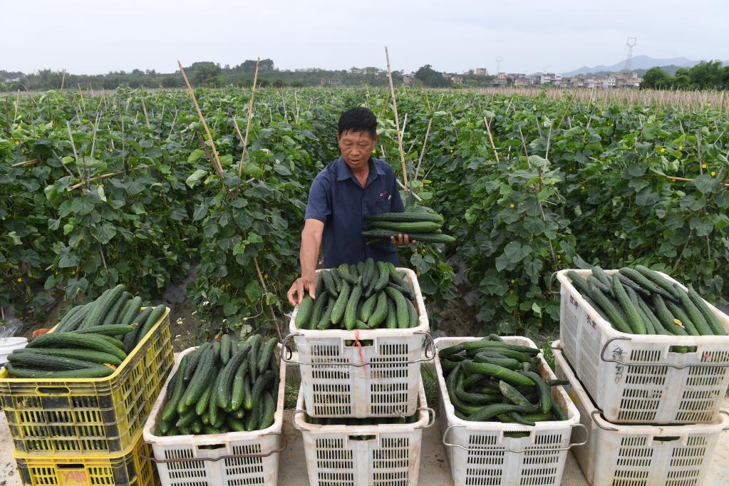 金昌:焦家庄乡扭转上市蔬菜数量大时间紧不利局面