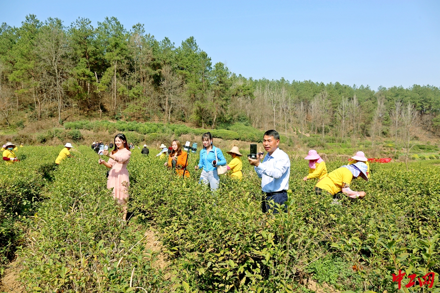 光山春茶開採啦感受舌尖上第一縷春天的味道