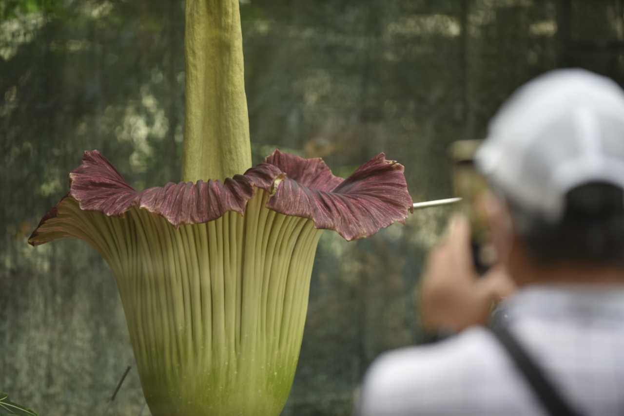 世界顶级濒危植物巨魔芋开花引游人关注