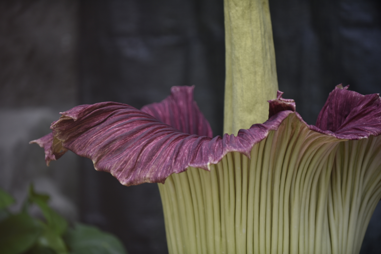 世界頂級瀕危植物巨魔芋開花引遊人關注