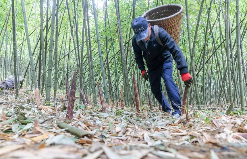 重庆南川方竹笋简介图片