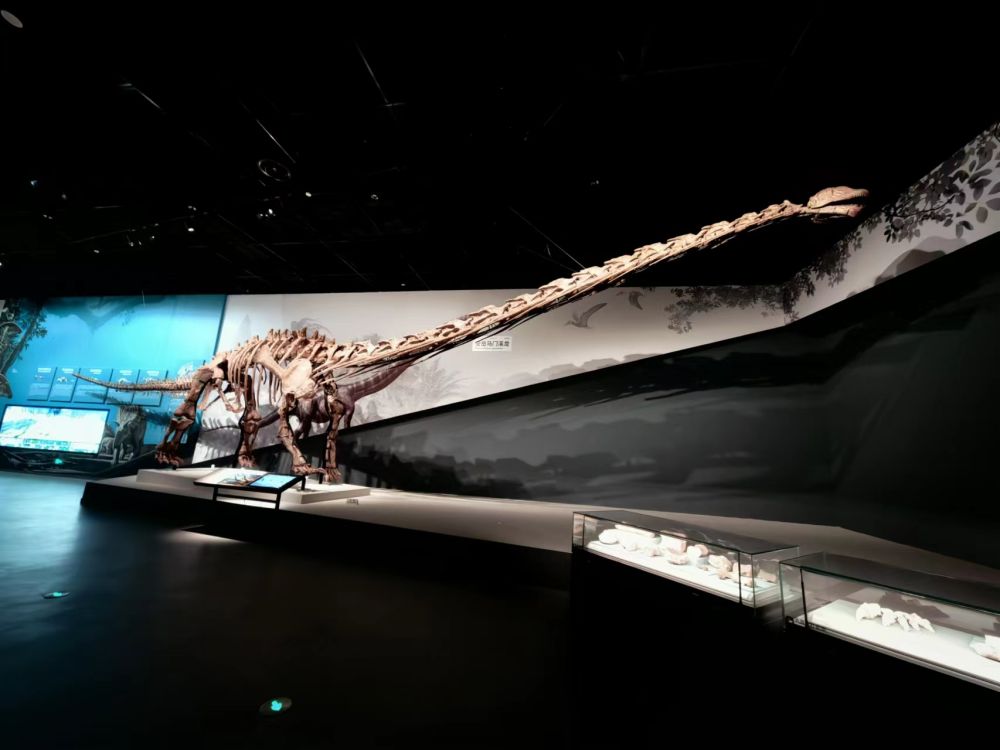 成都自然博物馆开馆亚洲最大的完整恐龙化石亮相