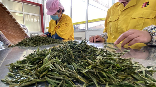 培育茶旅业 茶山变“金山”