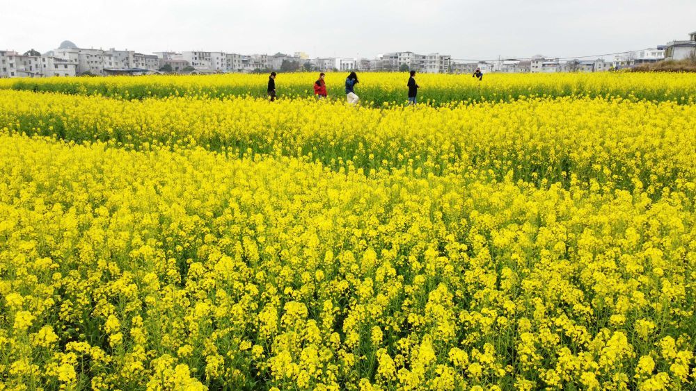 灌云潮河湾油菜花图片