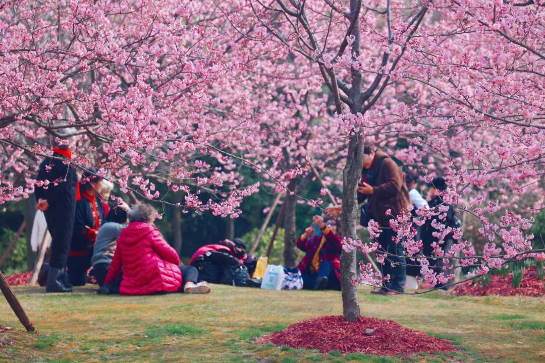 2021年顾村公园樱花节图片