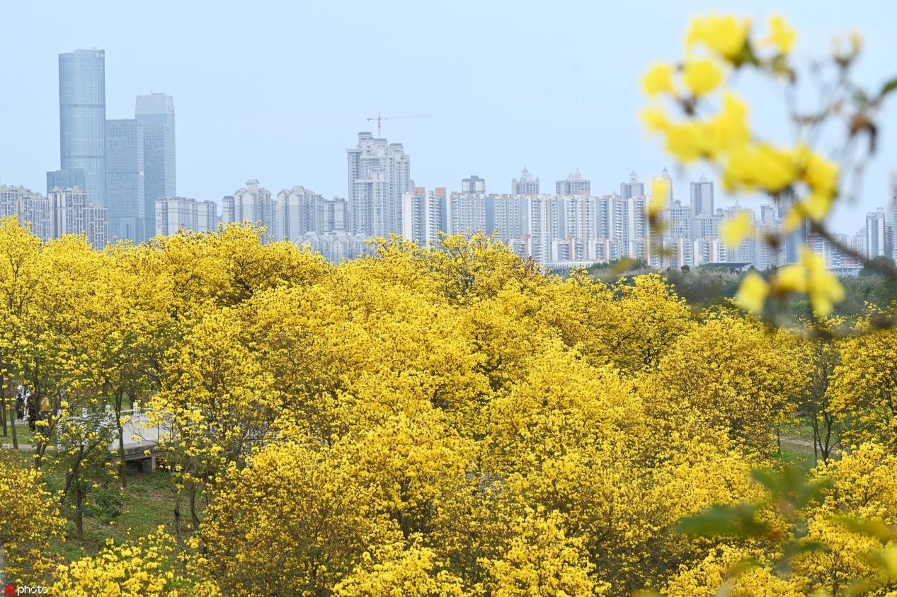 广西南宁风铃谷现金黄花海满树繁花吹响春之号角