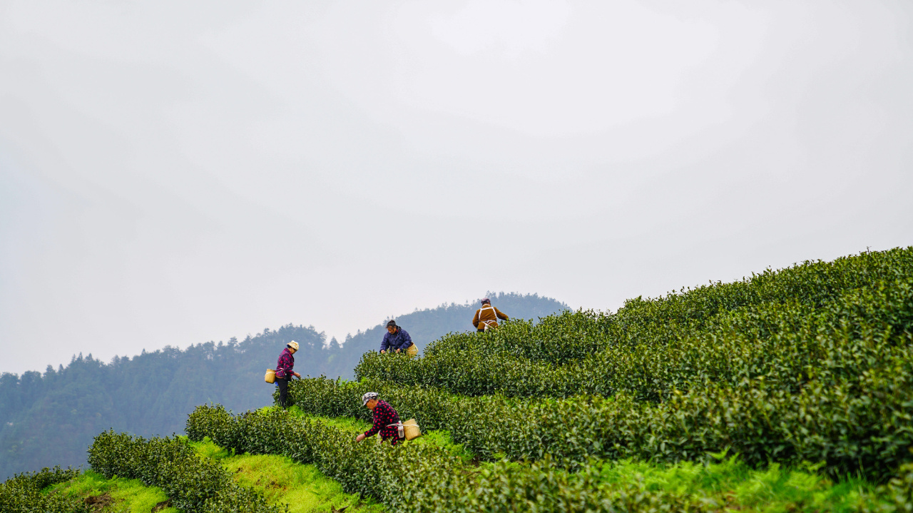 荒山变茶山