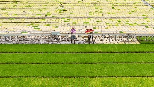 锚定现代化 改革再深化｜高标准农田，建好更要管好用好