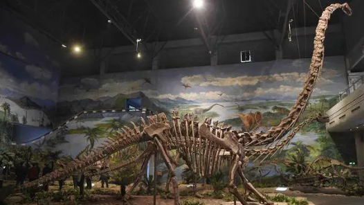 超500件珍贵化石亮相 恐龙化石特展带观众回到史前地球