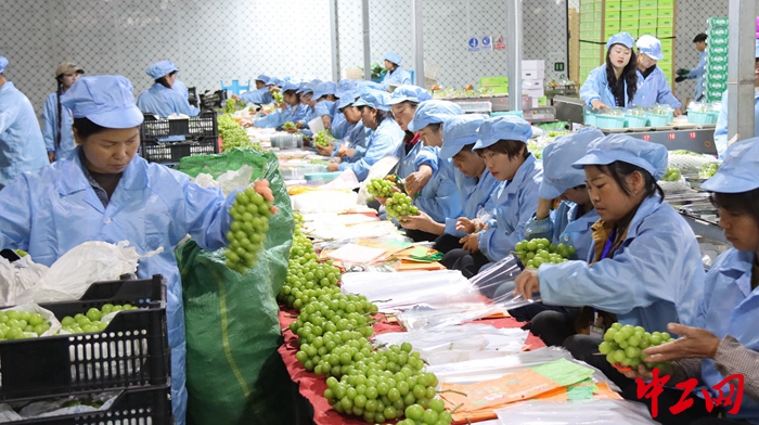 柑橘,葡萄和蔬菜:大理宾川以果蔬业 为载体打造高素质农业产业工人