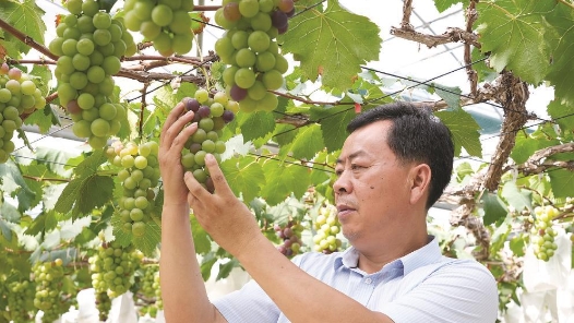工匠汇·2021年上海工匠 | 卢玉金：潜心钻研，把一粒葡萄做成“共富产业”