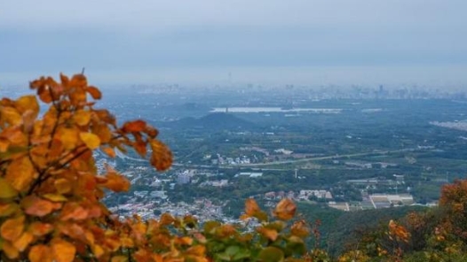 北京香山迎来第一波赏红高峰