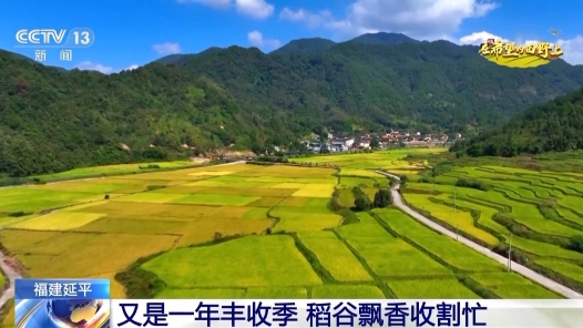 北玉米南水稻 田间地头一派好“丰”景