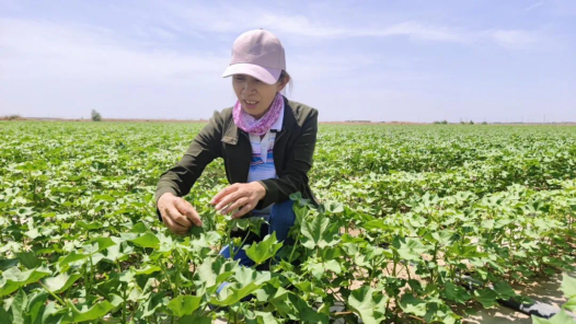 辉煌75载 与共和国同成长的劳动模范丨我自豪 为棉田增收添砖加瓦