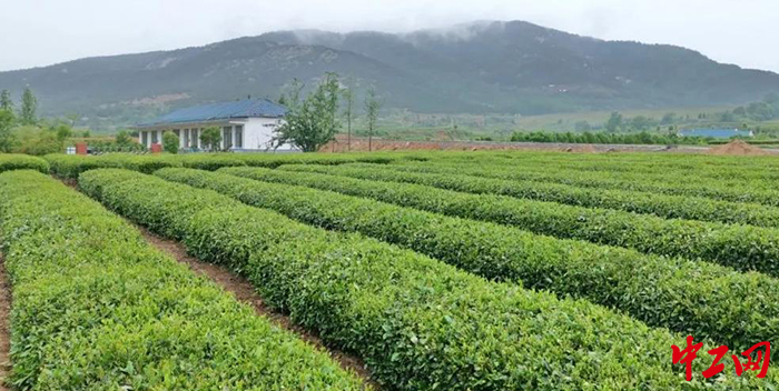 山东省茶叶种植培育鲁茶发展新质生产力