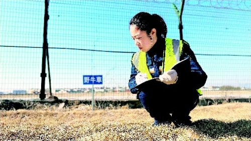 蔡秀敏在筛选适用机场飞行区的草种