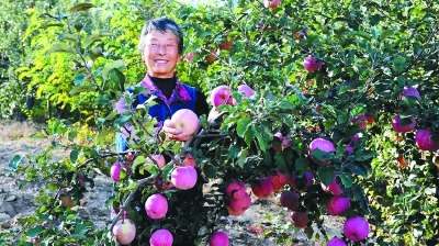 劳模风采·全国劳动模范｜张莲莲：青丝成华发 荒坡披绿装