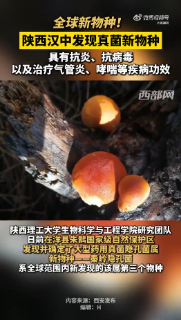 陕西发现全球新物种秦岭隐孔菌