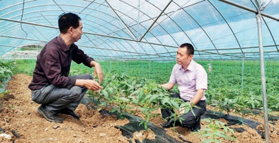 2.傅小康(图右)正在了解农户种植西红柿的情况 2.傅小康(图右)正在了解农户种植西红柿的情况